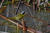 Common Yellowthroat