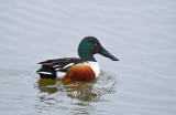 Northern Shoveler