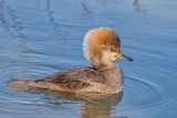 Hooded Merganser