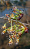 Elm blooms