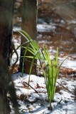 Dwarf Palmetto in the snow