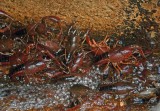 White River Crayfish