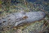 American Alligator