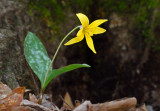 Yellow Trout-lily