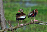 Black-bellied Whistling Ducks