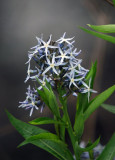 Eastern Bluestar
