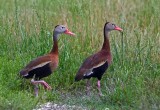 Black-bellied Whistling Ducks