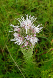 Prairie Blazing Star (Liatris pycnostachya) - pale form