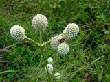 Rattlesnake Master