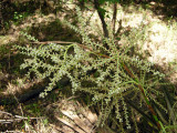 Sabal Minor inflorescense