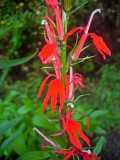 Cardinal Flower