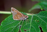 Clouded Skipper