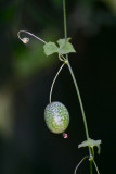Creeping Cucumber (Melothria pendula)