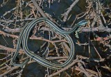 Orange-striped Ribbon Snake