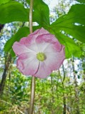 Mayapple