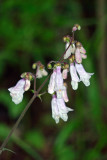 Arkansas Beardtongue
