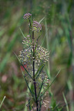Longleaf Milkweed (Asclepias longifolia)