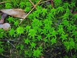 Sphagnum moss