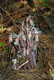 Indian Pipes
