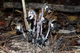 Indian Pipes