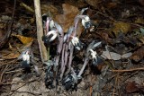 Indian Pipes