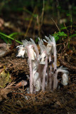 Indian Pipes