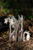 Indian Pipes