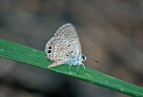 Ceraunus Blue