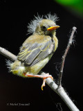 20130622  Paruline jaune immature_3024-2.jpg