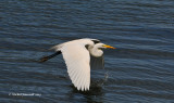 20130726 Grande Aigrette _9718-5.jpg