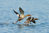 20130901 Harle Hupp -Red breasted merganser_1675-3.jpg