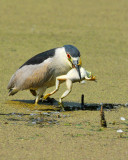 20130820 Bihoreau gris- Black Crowned Night Heron 0486 4jpg.jpg