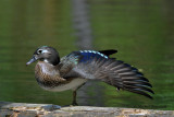 20140524 Canard branchu femelle-Wood duck _5718-3.jpg