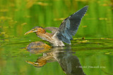 20140803 Hron vert-Green Heron _2160-5.jpg