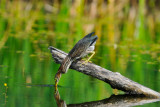 20140803 Heron vert Green heron _1970-4.jpg