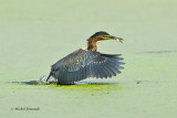 20140901 Hron vert-Green heron _0709-3.jpg