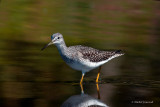 20140920 Grand chevalier-Greater yellowlegs_4940-5.jpg