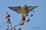 20150205  Jaseur Boral- Bohemian Waxwing _7483 -4 .jpg