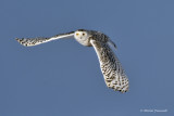 20150223 Harfang des neiges- Snowy owl _6285-5 .jpg