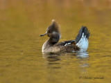 20151118 Harle couronn femelle-Hooded merganser _0613_5 .jpg