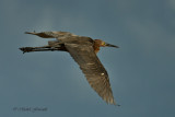 20151223 Aigrette bleue- Little blue heron  _7671_1_2.jpg