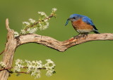 eastern bluebird  --  merlebleu de lest