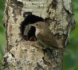 house wren ( surprise )  --  troglodyte familier ( surprise )