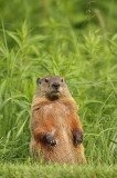 groundhog  --  siffleux ou marmotte