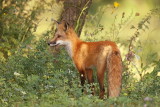 red fox ( pup )  --  renard roux ( renardeau )