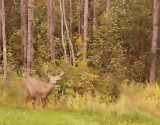 white tail-deer  --  cerf de virginie