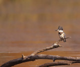 belted kingfisher  --  martin-pecheur damerique