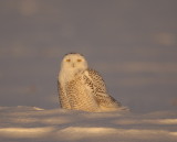 snowy owl  --  harfang des neiges