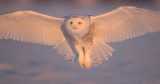 snowy owl  --  harfang des neiges