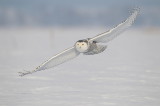 snowy owl  --  harfang des neiges